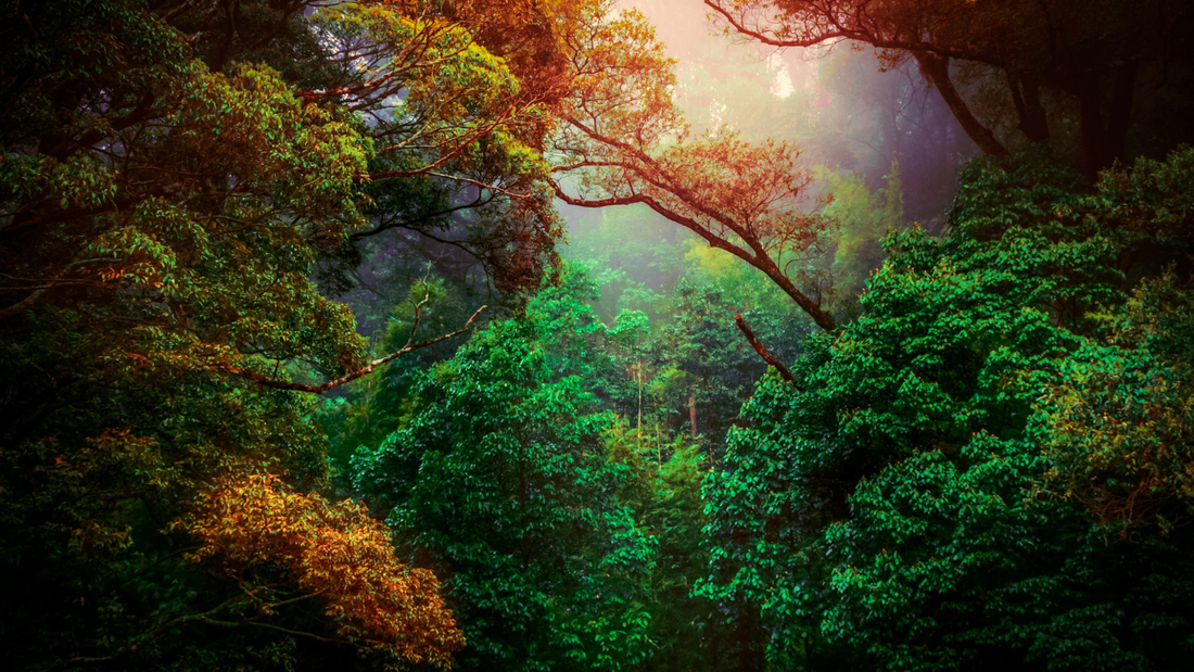 The Story Behind the Ritual: New Year's Resolutions