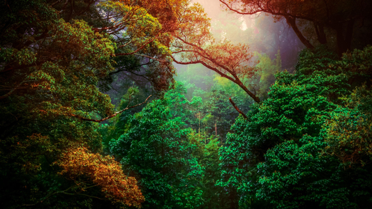 The Story Behind the Ritual: New Year's Resolutions